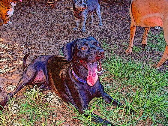 copy-of-tonguehanger75