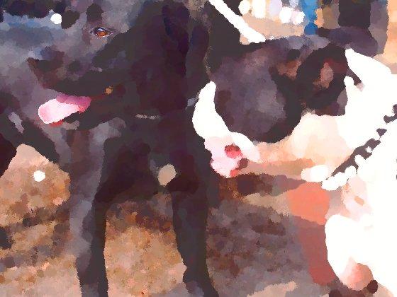 twodogs42z twodogs42z